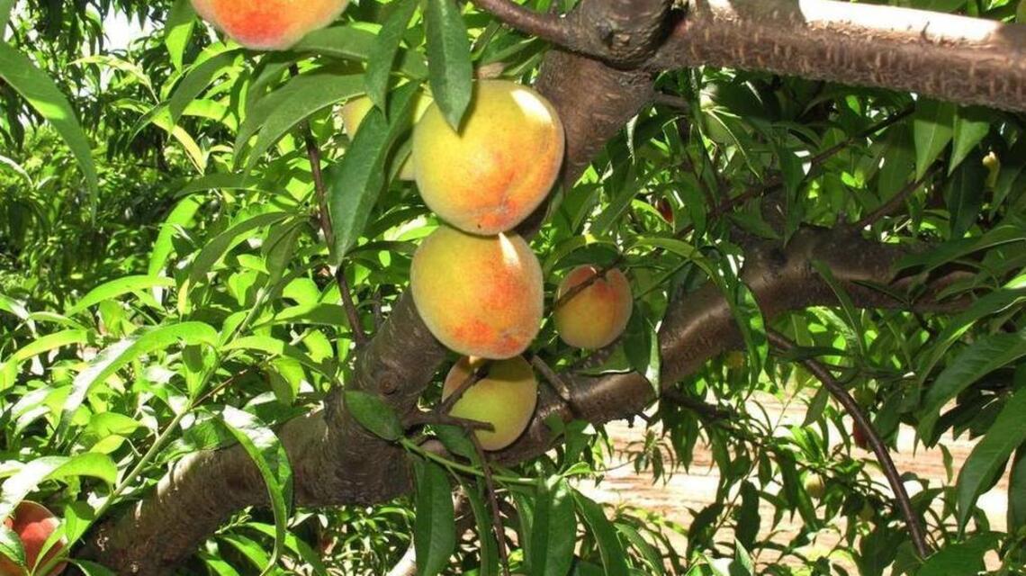 Upstate peach growers welcome cold wave