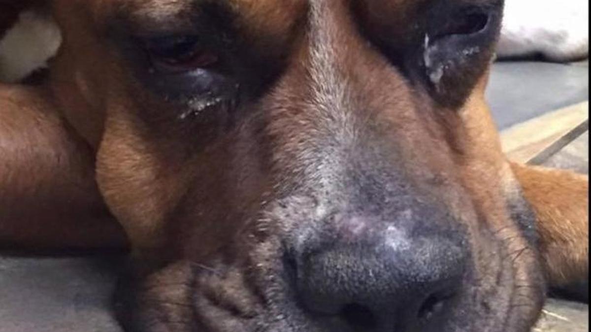 Contributed photo Amara, a dog found shot and starving in Townville, is getting emergency medical treatment in western North Carolina.