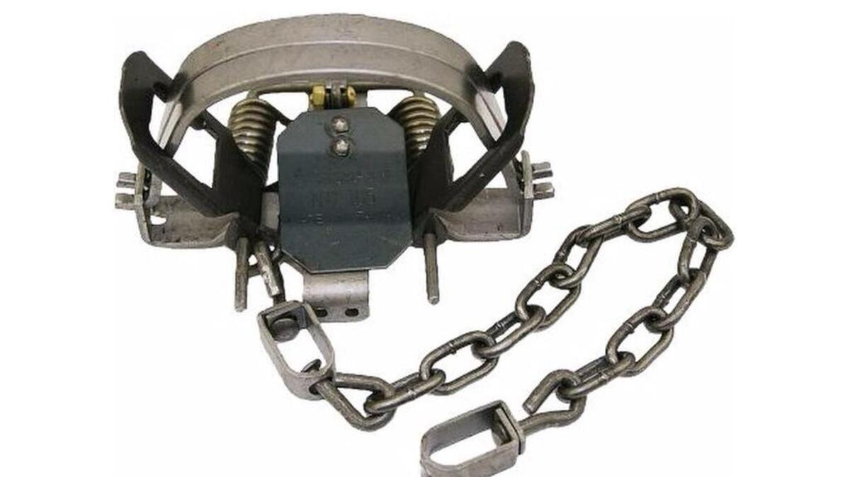A spring trap sold for capturing coyotes. Trappers can be motivated by problem coyotes or by sale of their fur.