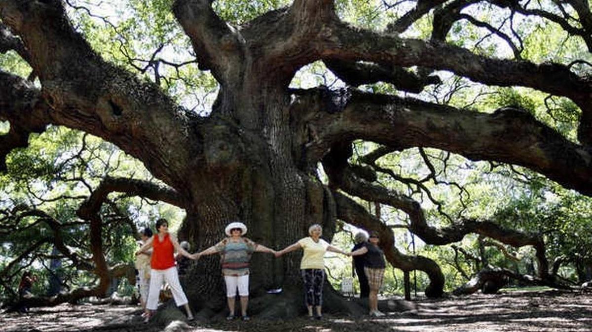 The Angel Oak, on Johns Island near Charleston. The S.C. Conservation Bank protected land surrounding the tree from being developed.
