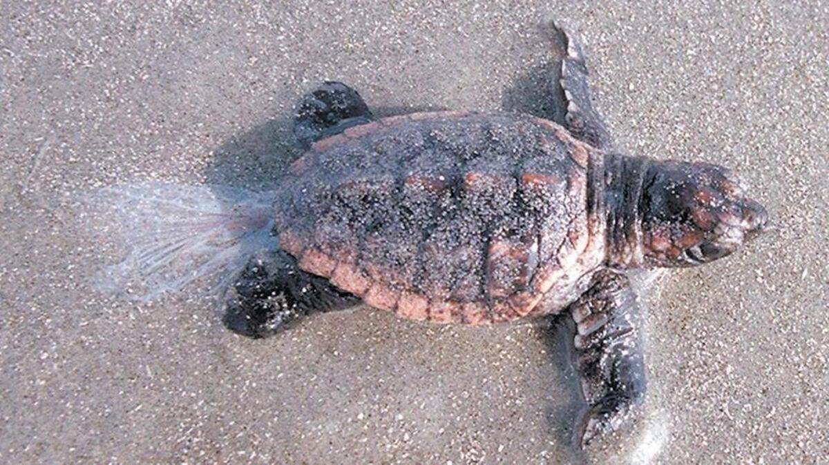 A loggerhead turtle takes a break from a mad scramble to the ocean.