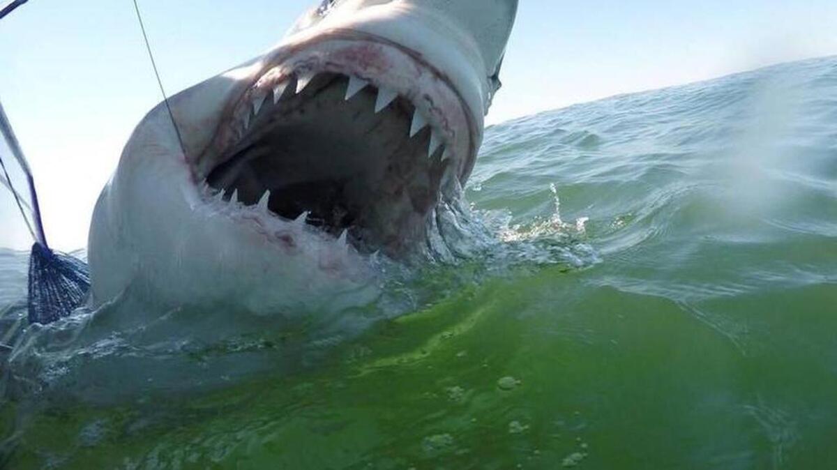 Hilton Head charter captain Chip Michalove hooked and tagged an 11-foot great white shark, which was named Hunter after a Bluffton teenager.