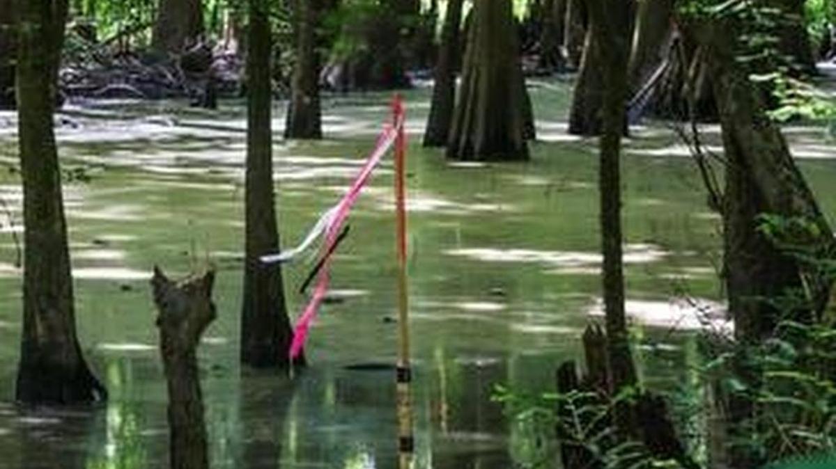 Kinder Morgan’s pipeline would run through swampy areas such as this in Aiken County