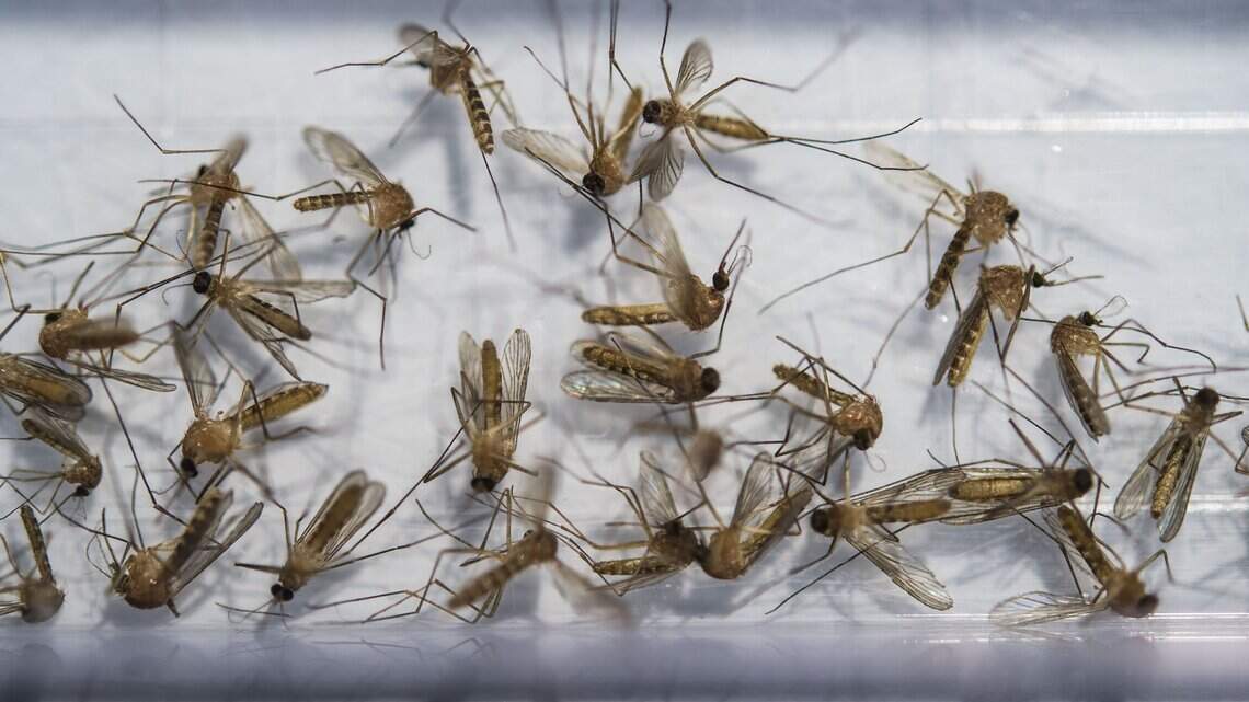 West Nile virus found in NC mosquito, officials say. Here’s how to protect yourself