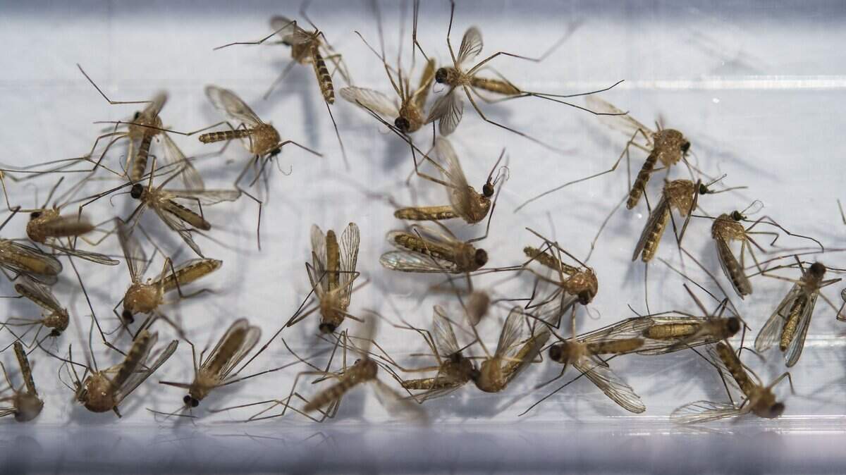 File photo of mosquitoes.