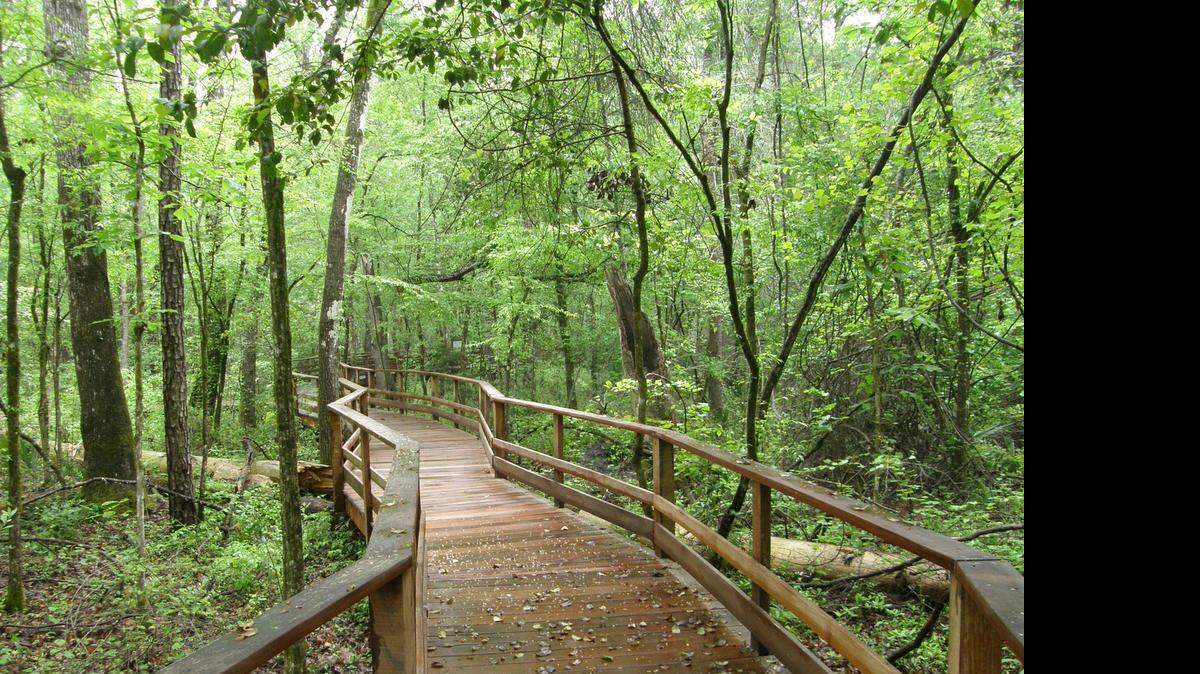 
Boardwalk at the Audubon Society’s internationally acclaimed Beidler Forest in Dorchester County.
