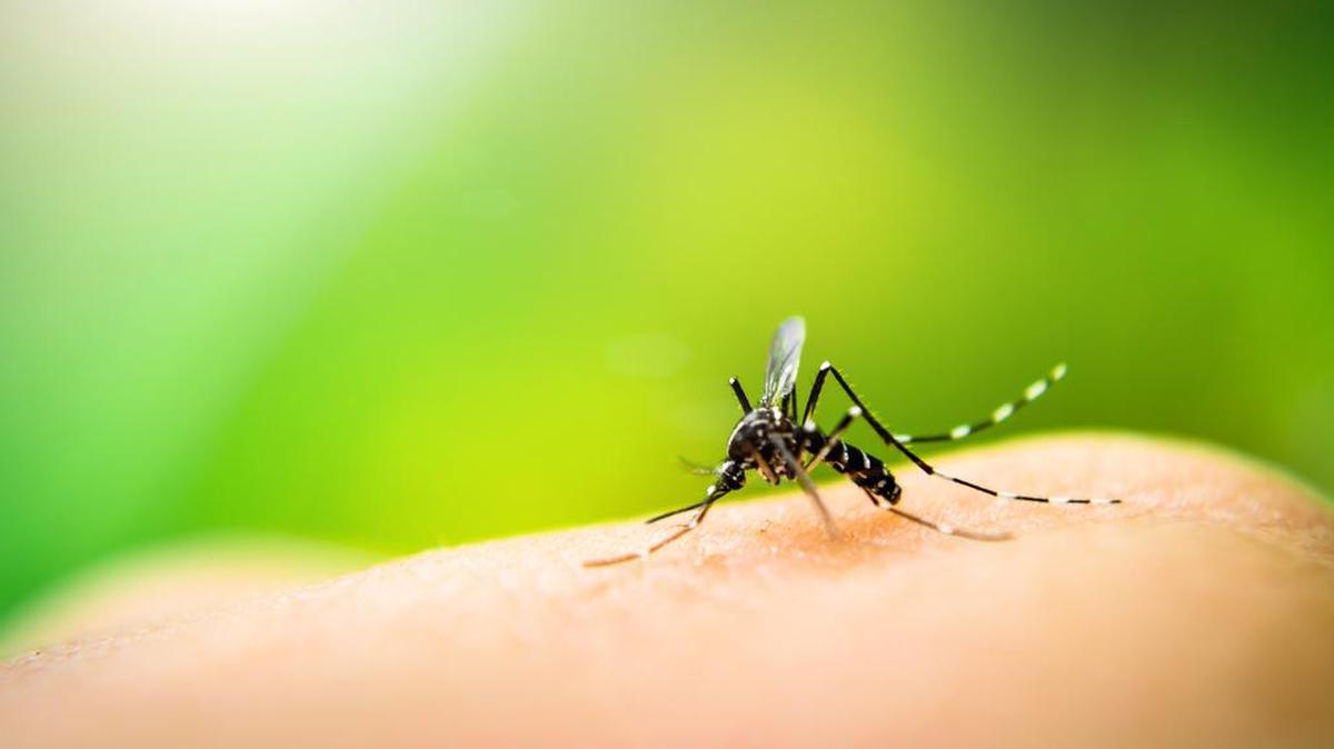 A team of European researchers has unveiled the mechanism that mosquito-borne viruses use to infect the rest of the body, potentially causing greater sickness.