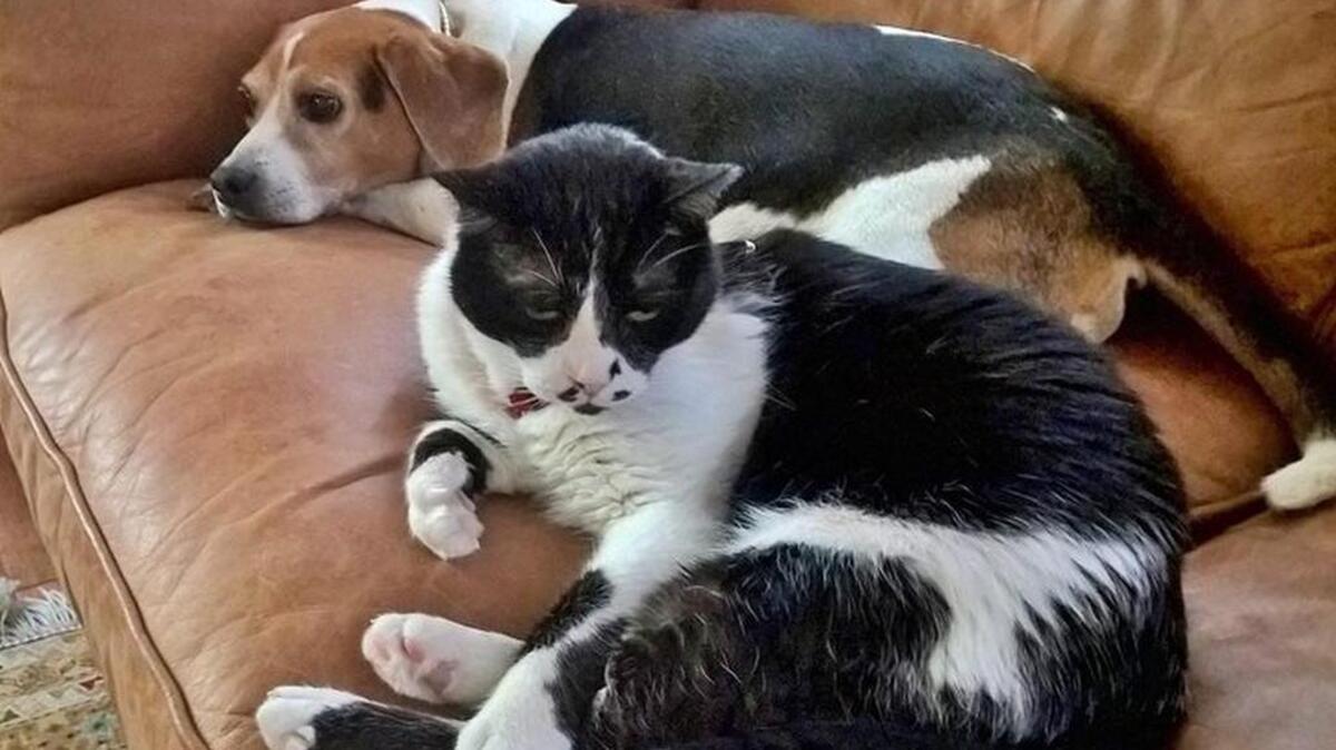 Hooch holds court in Pinehurst with Tater Tot the beagle. Formerly of the U.S. Embassy in Kabul, Hooch obtained feline refugee status and escaped the precarious compound with its community of beloved but trouble-prone cats.
