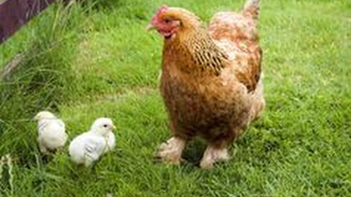 Guidelines may be coming on keeping chickens in some Lexington County neighborhoods.