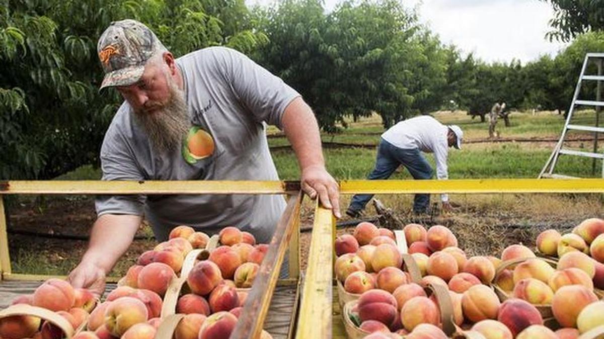 Mark Fisher, a fourth generation peach farmer, organizes baskets of freshly-picked peaches at Fisher Orchards in Greer on Thursday, June 29, 2017.