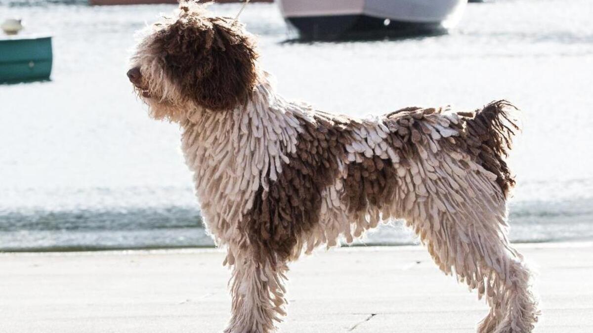 Jango, a Spanish water dog owned by Faith Ott, of Fripp Island, and Janet Rahn, of Ridgeland. Jango is the National Specialty Best of Breed winner, Multiple Group winner and Grand Champion - the top Spanish water dog in the history of the American Kennel Club. He will be competing in the 140th Annual Westminster Kennel Club All Breed Dog Show in New York on Feb. 15 and 16, 2016.