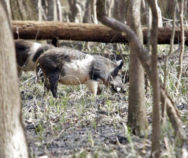 Feds shoot hogs at Congaree National Park | The State
