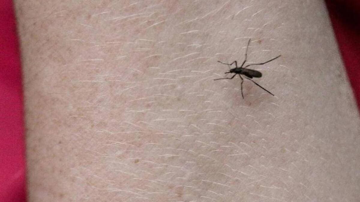 A mosquito lands on Leslie Scurry’s arm at the Columbia.