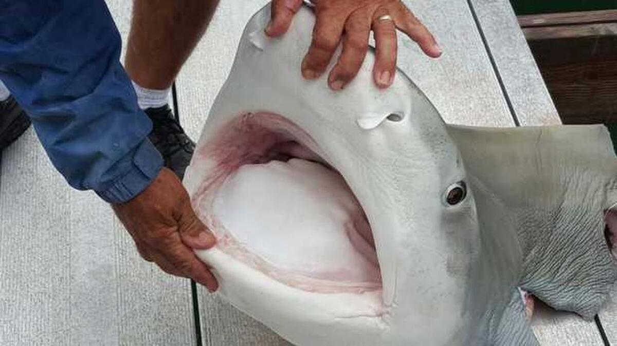 Capt. Willy O'Connell was out fishing for ballyhoo for with Dave Kampo when the tiger shark got entangled in the engine. When they got back to the dock, O'Connell estimated its weight at 350 pounds.