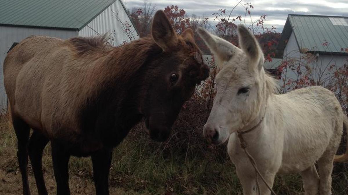 Clark the elk nuzzles a donkey before leaving the Upstate for a coastal nature preserve last year. The elk apparently wandered into South Carolina from the Great Smoky Mountains National Park, making him the only wild elk in South Carolina.
