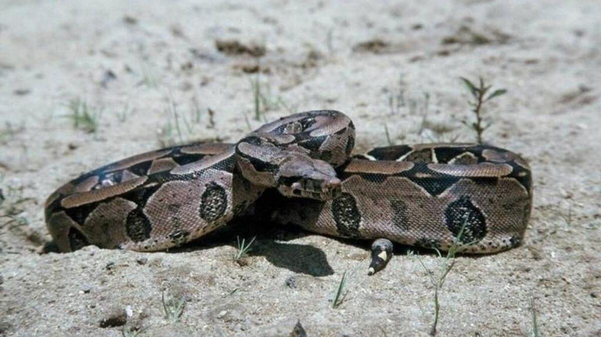 Boa constrictor