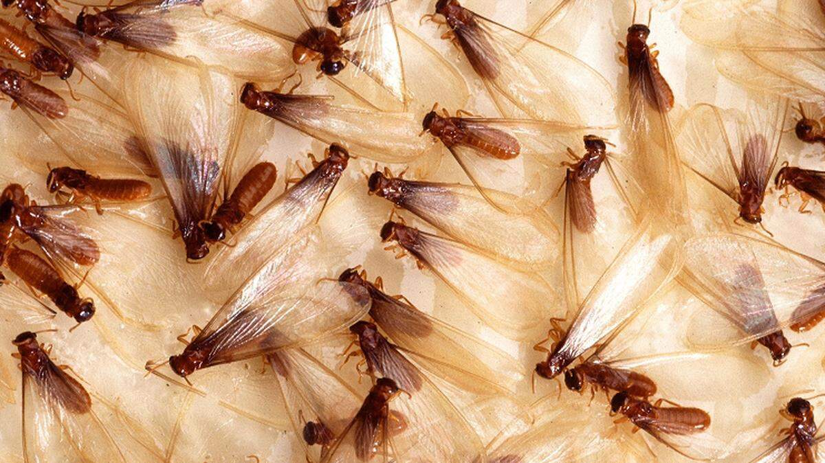 Formosan Subterranean Termites, commonly referred to as “super termites” or by their scientific name Coptotermes formosanus.
