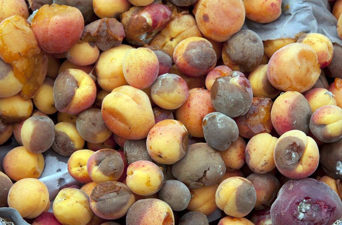 Discarded rotten fruit left for waste after a market.