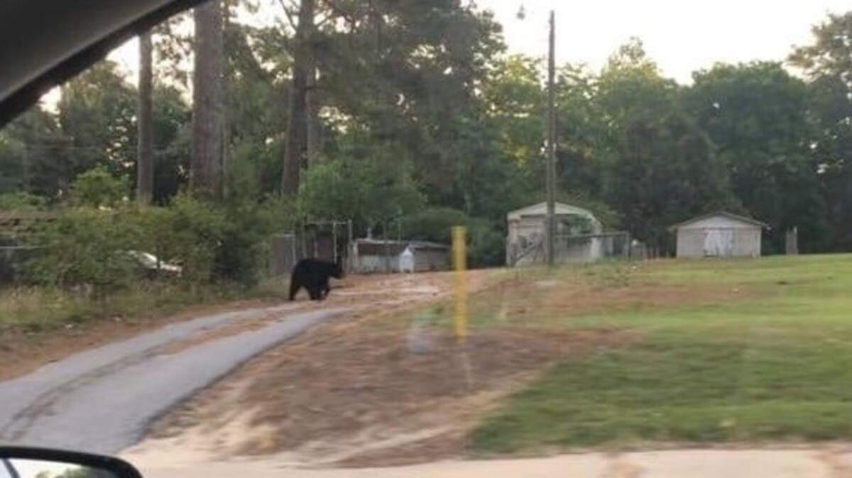 A black bear was spotted twice in Newberry County Wednesday, and the sheriff’s office is warning residents not to try to approach or feed the bear.