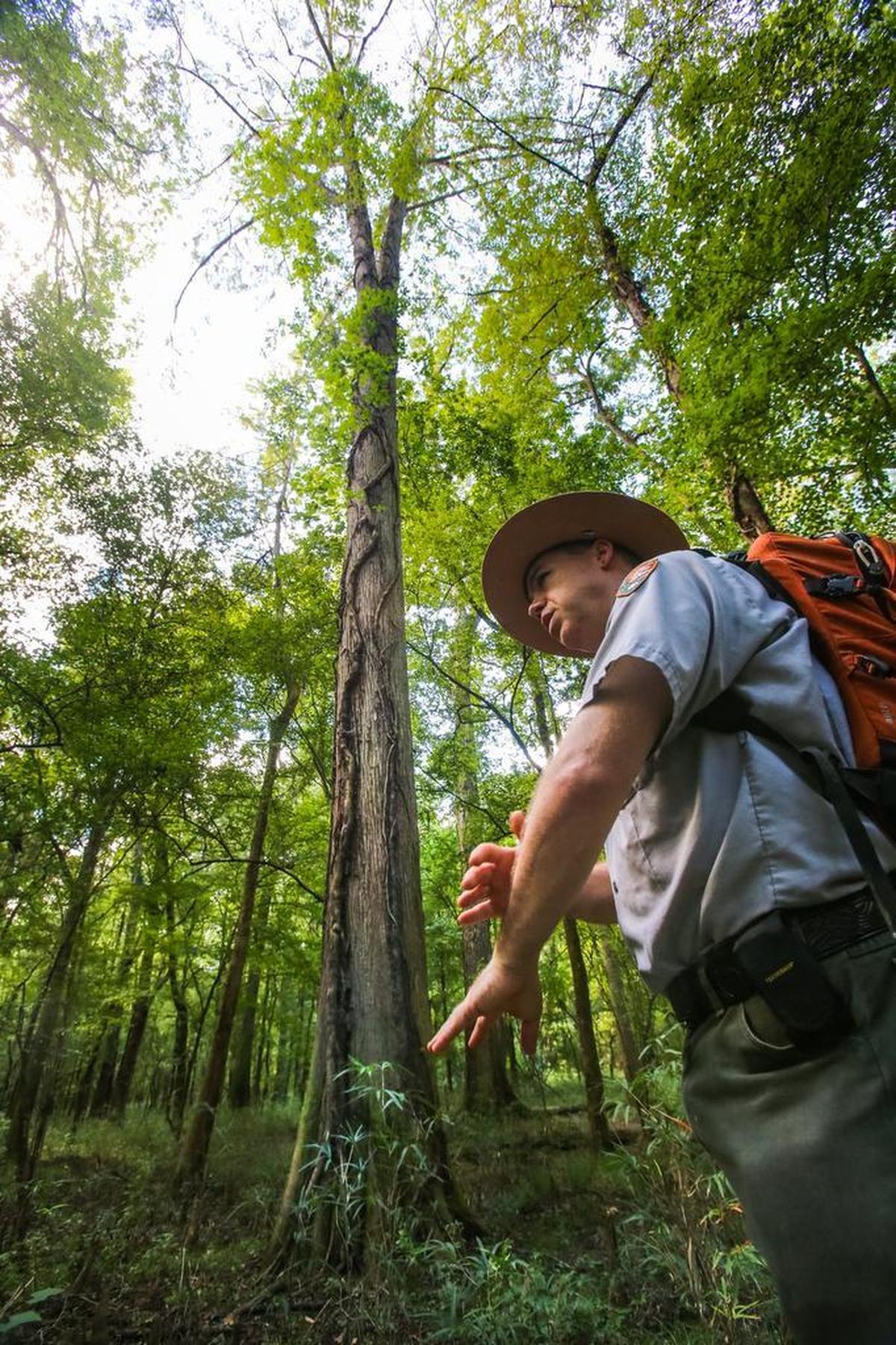 David Shelley, Congaree National Park Ranger explains that poison Ivy is more prevalent in the Congaree National Park than it was before. Studies show it may be due to climate change.
