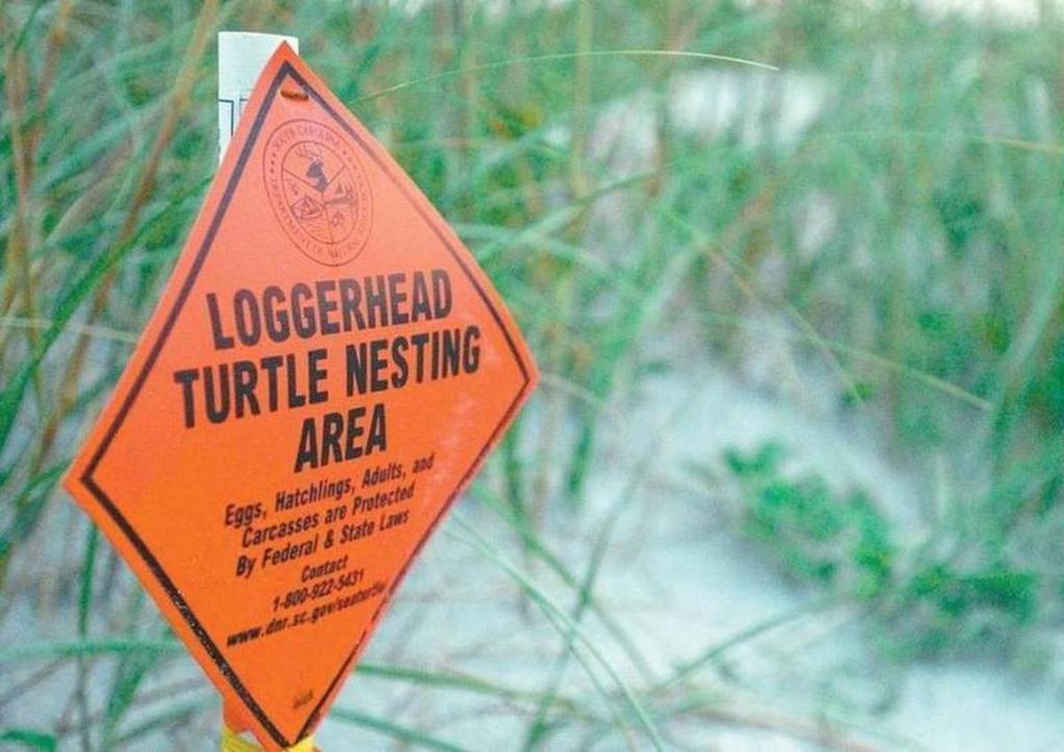 Signs on Hilton Head Island mark where loggerhead sea turtles have laid their nests.