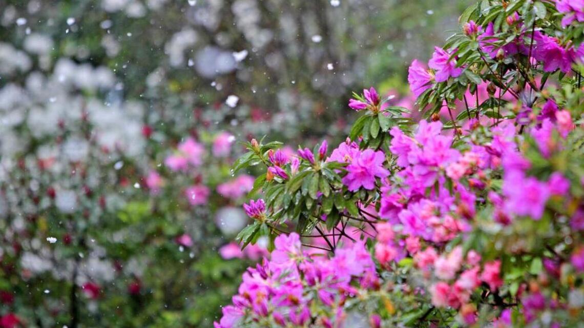 Not much snow expected in Columbia, but what follows could be a problem
