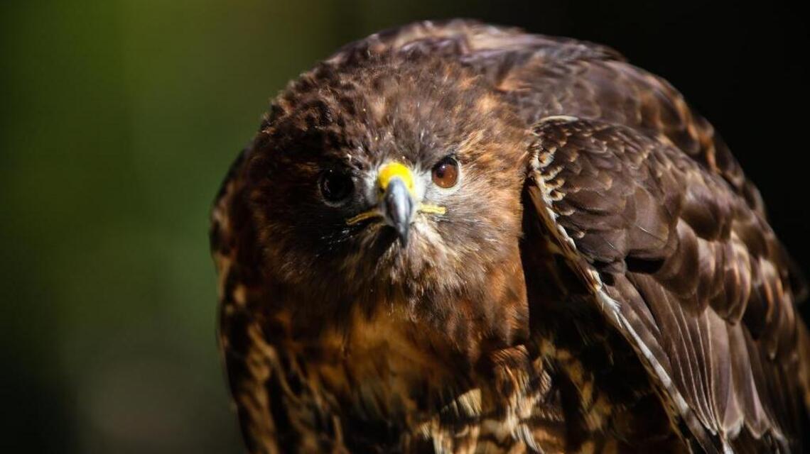 Hawk shootings highlight conflict between hungry predators and ...