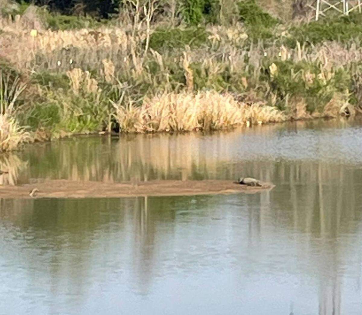 An alligator suns itself at the Columbia Canal in March 2024.