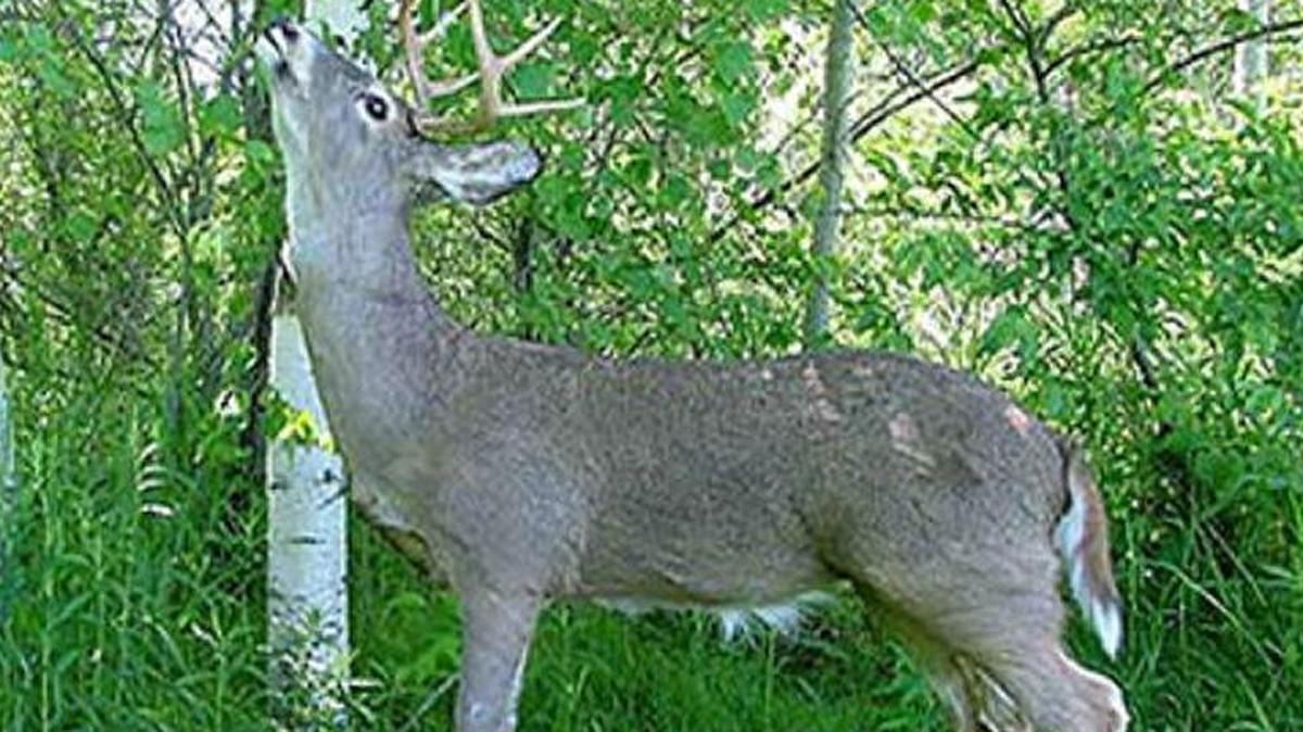 It appears to be a whitetail deer nipping at the low-hanging leaves on a tree. In reality, it’s a robotic device deployed by the S.C. Department of Natural Resources in its effort to curb illegal hunting. Kentucky Fish & Wildlife used a similar robotic deer to arrest a man illegally hunting.