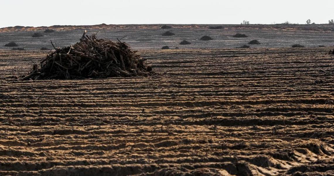 This area along the Barnwell-Aiken county line, near the South Fork of the Edisto River, was forest before loggers cleared it to make room vegetable crops.