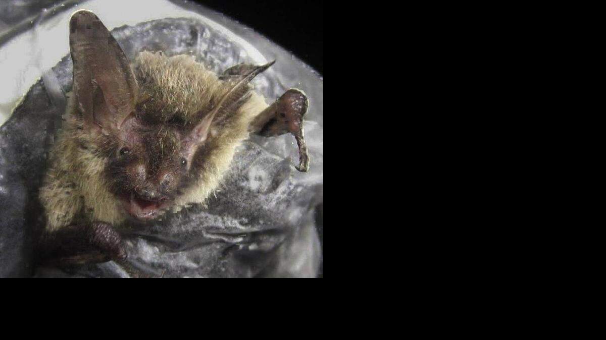 
The northern long-eared bat
