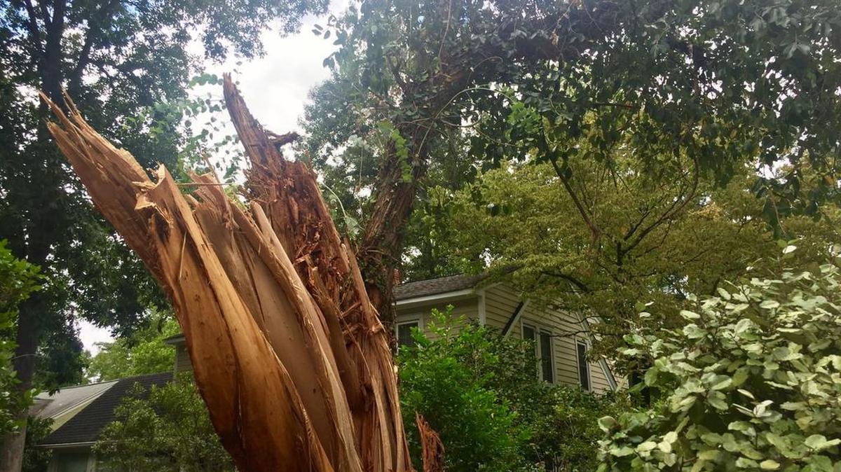 Tropical Storm Irma’s winds snapped this 50-year-old, well-known eucalyptus tree on Trenholm Road.