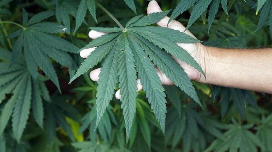 Hemp business hoped to sell from home. What Lexington had to say