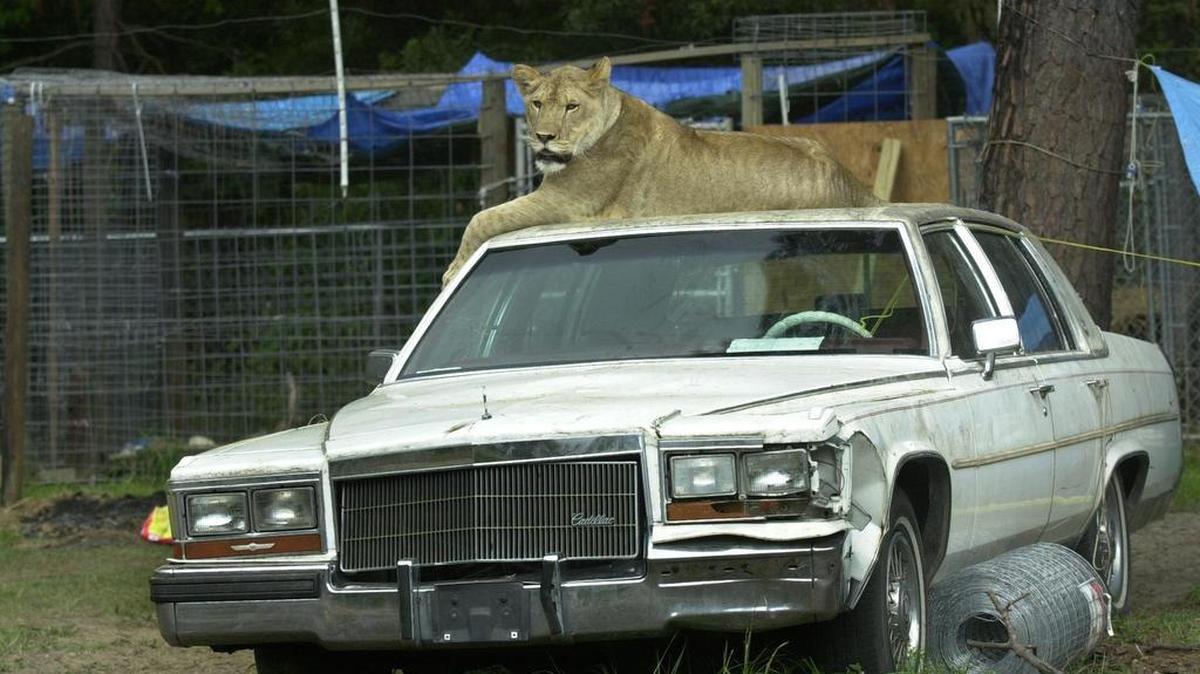 Affie, a two-year-old female lion, rested on top of an old Cadillac near Sandy Run in 2002. Two pet female lions got loose that year but were returned to their owners.