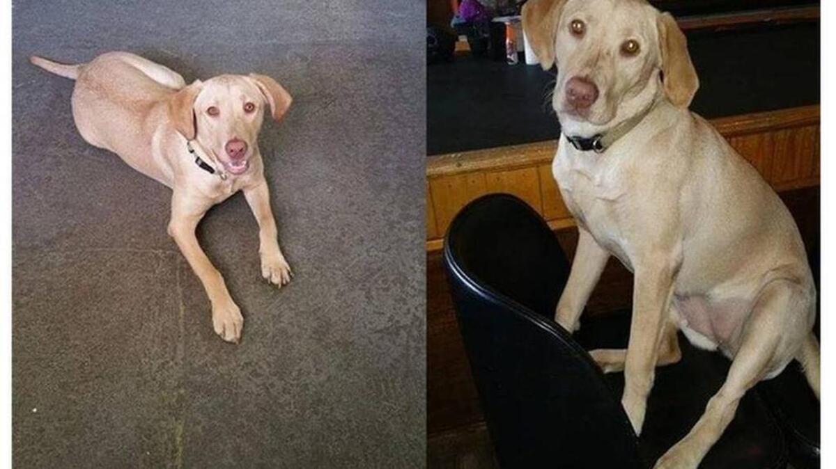 Police believe Sandy the yellow Labrador was stolen Nov. 29 while her owner’s truck was stolen. Sandy was in the pickup truck, and the truck has been recovered so far.