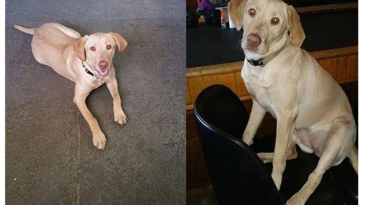 Sandy, reported stolen by her owner when his truck was stolen.