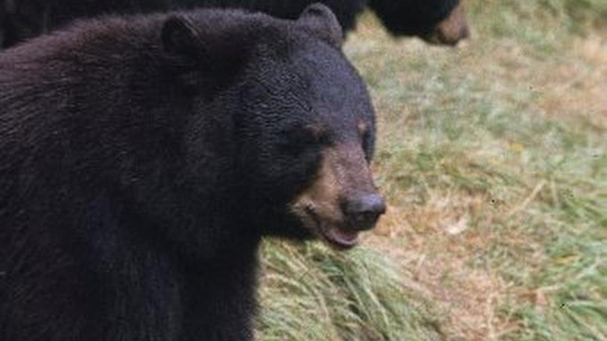 Bears have for years been run over by cars as more and more people moved to South Carolina’s northern coast. Now, a coalition of government and business leaders wants to build a road through prime bear habitat.