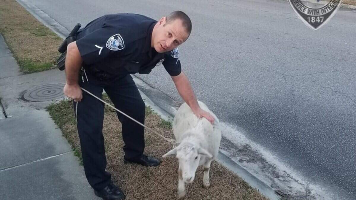 Summerville, SC, police officer D. Ghi helped round up a lost sheep in a subdivision last week.