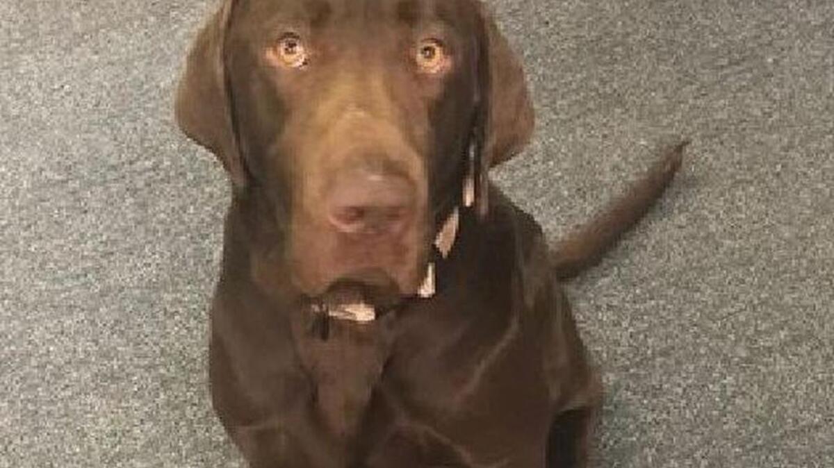 Rusty, a chocolate Labrador, is the newest member of the Columbia Police Department.