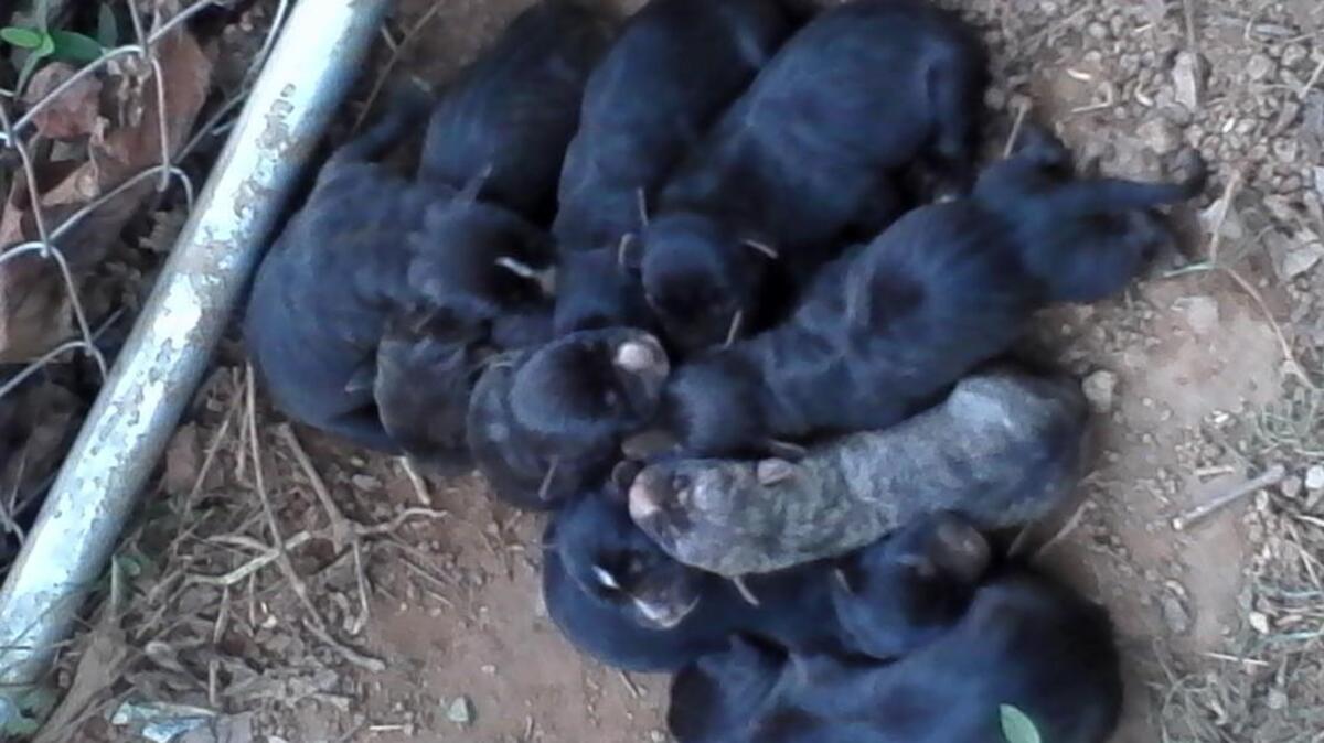 
Mercedes and her 11 puppies were stolen from a Clover home.

