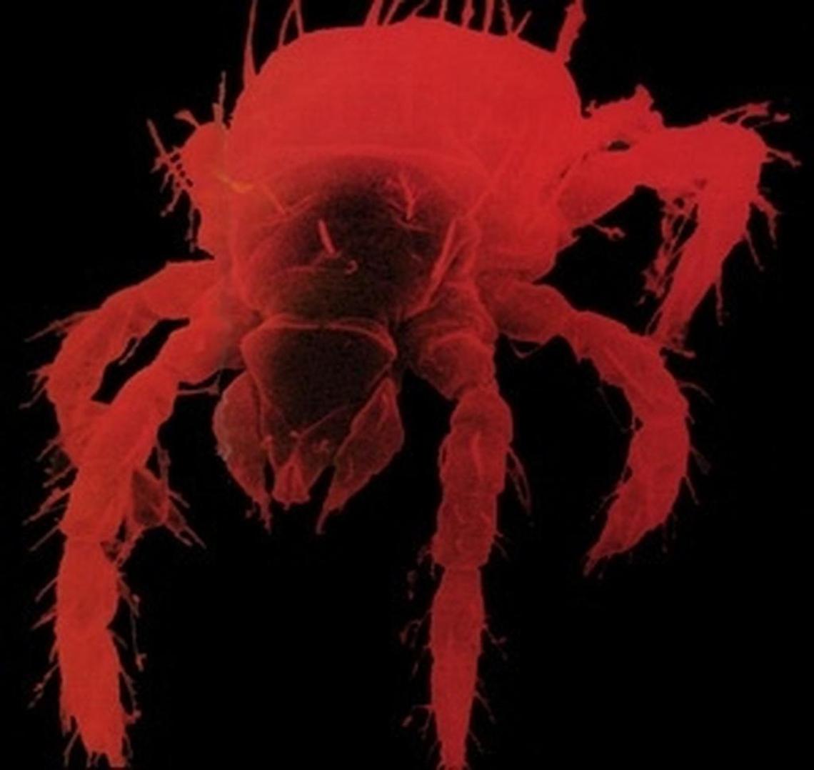 Chiggers are also known as redbugs, and the larvae of these insects gorge on tissue fluid, and the can cause an allergic reaction and the angry welts on the skin.