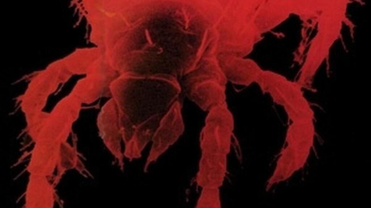 Chiggers are also known as redbugs, and the larvae of these six-legged insects gorge on tissue fluid, and the can cause an allergic reaction and the angry welts on the skin.