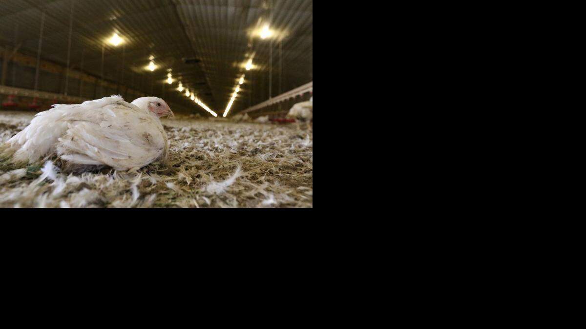 
Hundreds of thousands of chickens were reported killed on S.C. farms in Clarendon and Sumter counties in late February and early March.
