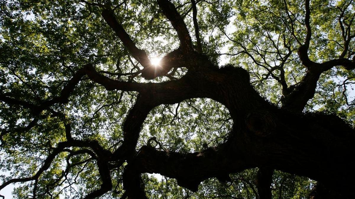 The Angel Oak, on Johns Island near Charleston, is reportedly the oldest living thing located east the Mississippi River.