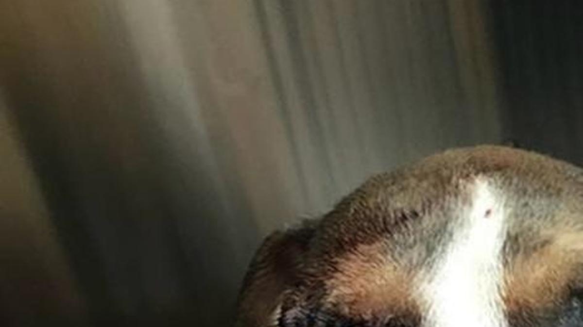 
An approximately eight-week old female pit bull puppy recuperates at the Beaufort County Animal Shelter following an emergency surgery Thursday night to remove her eye that was infected. The puppy was brought into the shelter Thursday afternoon, and officials are investigating where it may have come from. 
