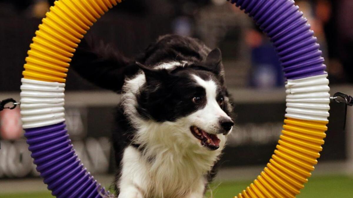 File photo of a border collie