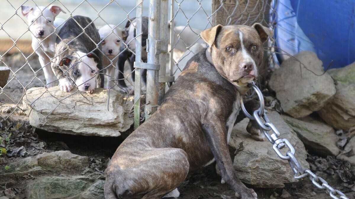 Pit bulls await transport after an early morning raid by authorities of a breeding operation in Kodak, about 10 miles north of Sevierville, Tenn., Tuesday, Oct. 21, 2014. The Knoxville News Sentinel said Mark Heatherly was charged with two counts of dog fighting while his wife Kimberly L. Heatherly and Jacob R. Heatherly were charged with conspiracy to commit dog fighting. All three were also charged with possession of marijuana and hydrocodone. The Mountain Press said 50 dogs were taken from the home, some needing medical treatment. (AP Photo/The Mountain Press, Curt Habraken)