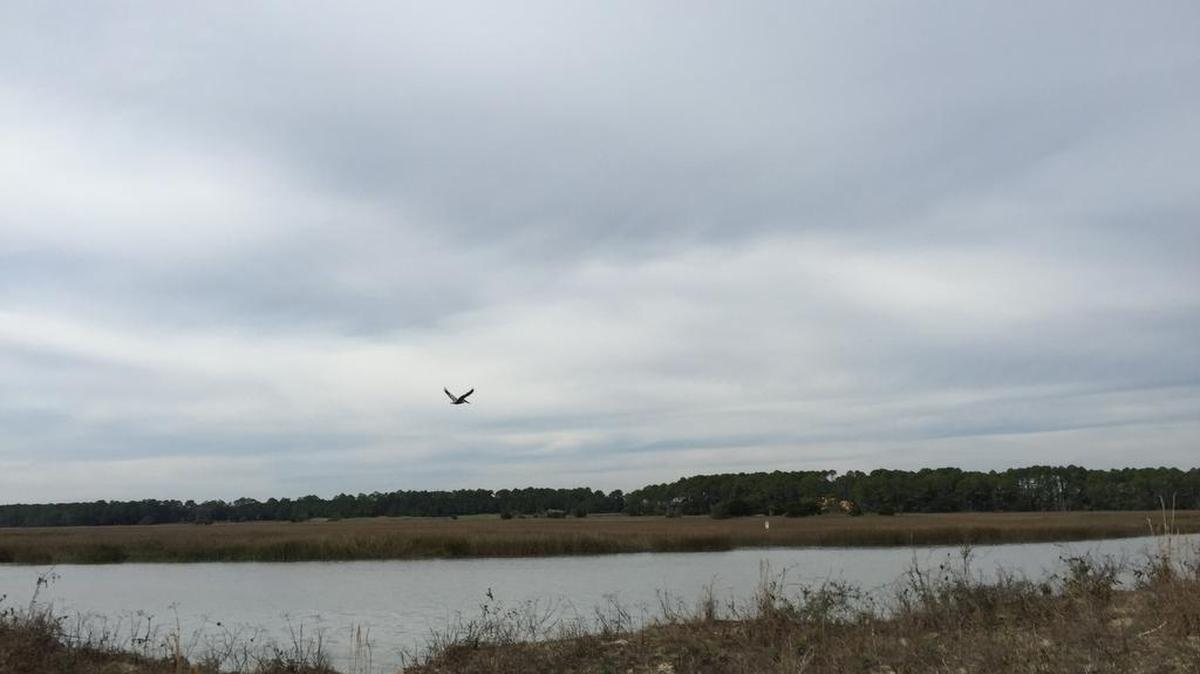 Salt marshes and creeks are among the areas that critics say are vulnerable to pollution if oil drilling is allowed off South Carolina’s tourism dependent coast. Drilling boosters say it would be good for the economy.