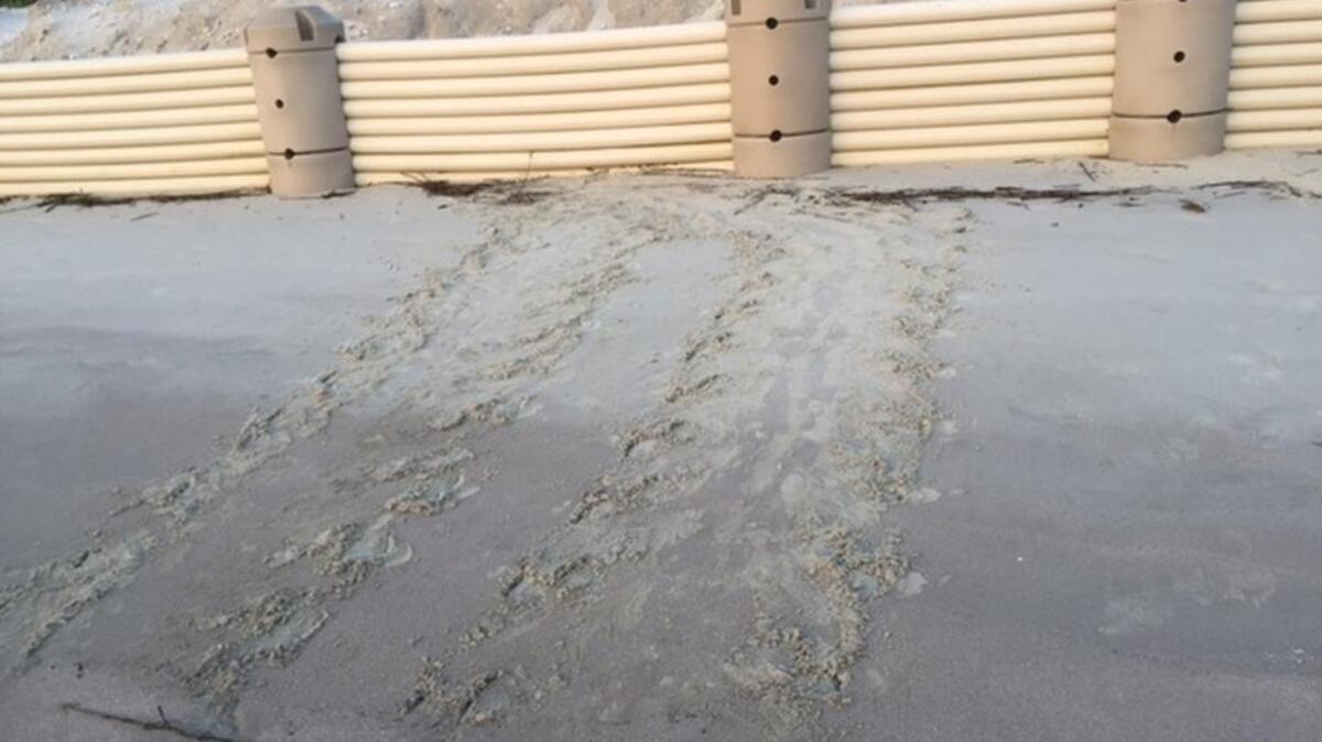 This photo shows tracks leading to a wave dissipation device, an experimental type of plastic seawall that conservationists say is blocking sea turtles from nesting at Harbor Island and Isle of Palms