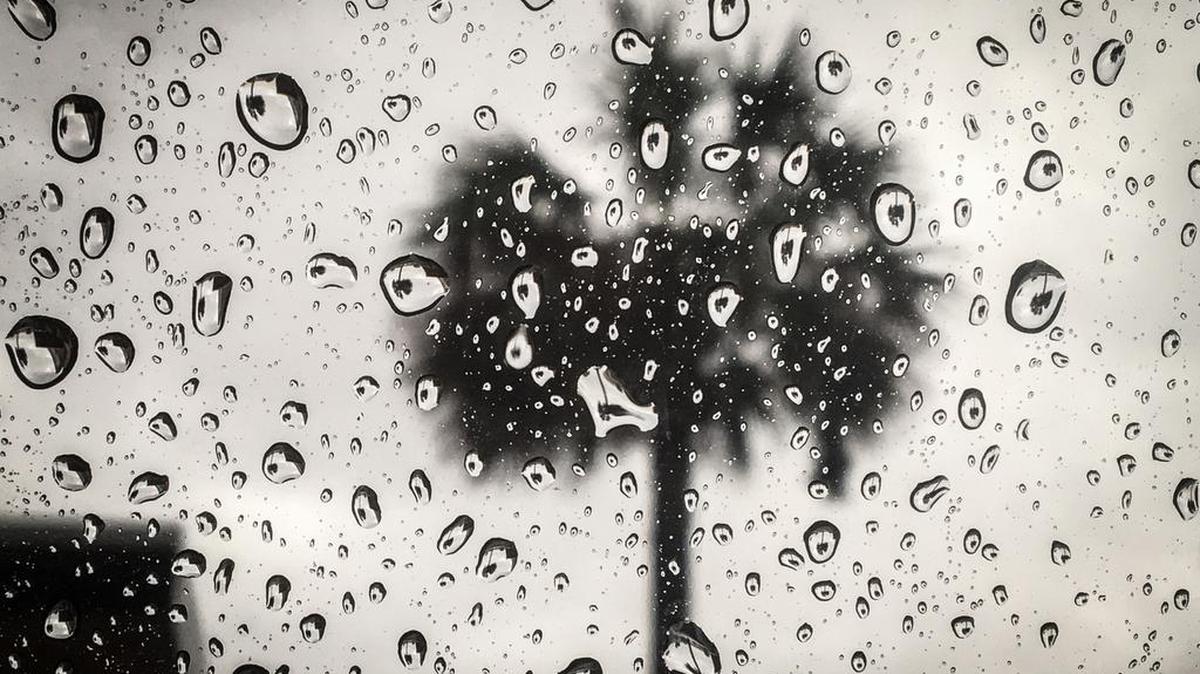 A palm tree is seen through raindrops on a window at the Cross Hill shopping centrer in Columbia.